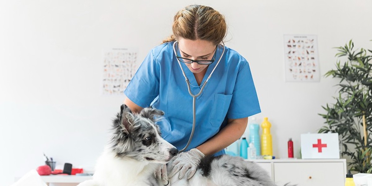 Insuficiencia hepática en perros Síntomas y tratamiento